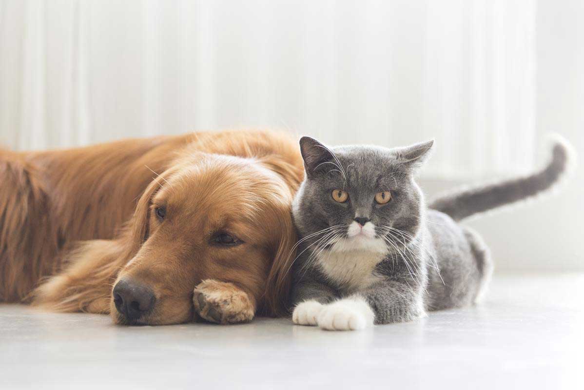 about our veterinary practice  Kingsley, MI